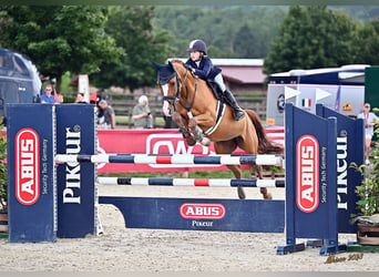 More ponies/small horses, Mare, 13 years, 14.2 hh, Chestnut