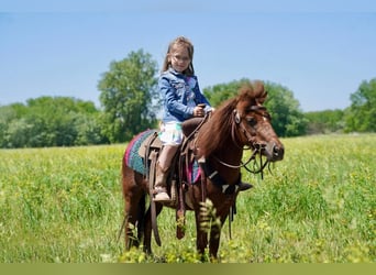 More ponies/small horses, Mare, 13 years, 8.1 hh, Sorrel