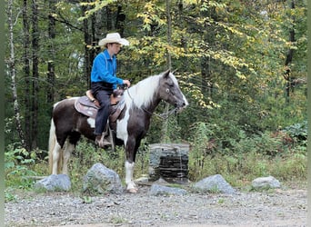 More ponies/small horses, Mare, 14 years, 12,1 hh, Pinto