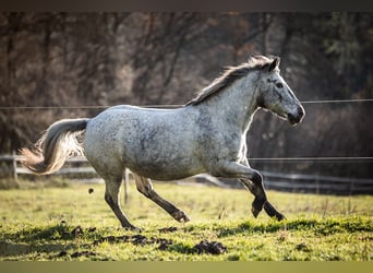 More ponies/small horses, Mare, 14 years, 13,1 hh, Gray