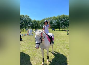 More ponies/small horses, Mare, 14 years, 13.2 hh, Pinto