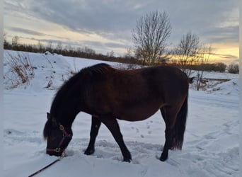 More ponies/small horses Mix, Mare, 14 years, 13.2 hh, Smoky-Black