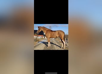 More ponies/small horses, Mare, 14 years, 14,1 hh, Chestnut-Red