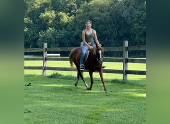 More ponies/small horses, Mare, 14 years, 14,1 hh, Chestnut