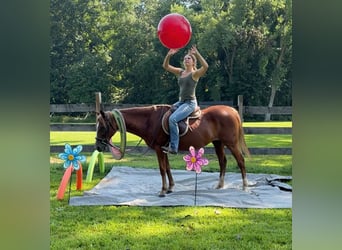 More ponies/small horses, Mare, 14 years, 14,1 hh, Chestnut