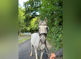 More ponies/small horses, Mare, 14 years, 14,1 hh, Gray