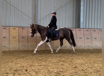More ponies/small horses, Mare, 15 years, 14.1 hh, Pinto