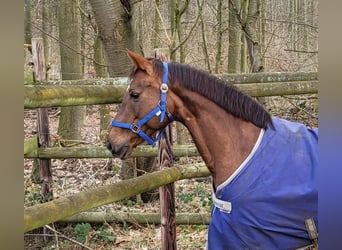 More ponies/small horses, Mare, 15 years, 15.2 hh, Chestnut