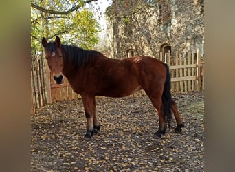 More ponies/small horses Mix, Mare, 16 years, 13,2 hh, Brown