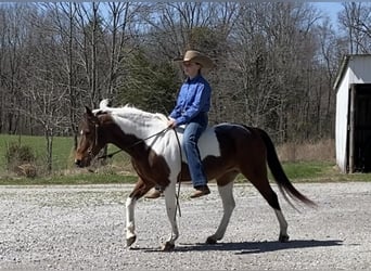 More ponies/small horses, Mare, 16 years, 13 hh