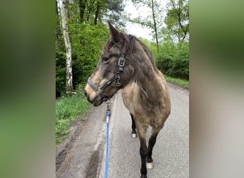 More ponies/small horses, Mare, 16 years, 14.2 hh, Bay