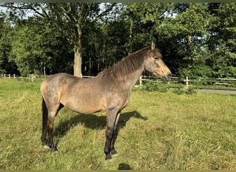More ponies/small horses, Mare, 16 years, 14.2 hh, Bay