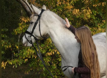 More ponies/small horses Mix, Mare, 16 years, 15.2 hh, Gray