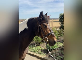 More ponies/small horses, Mare, 17 years, 13.1 hh, Pinto