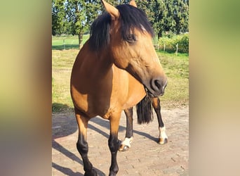More ponies/small horses, Mare, 17 years, 14.2 hh, Brown-Light