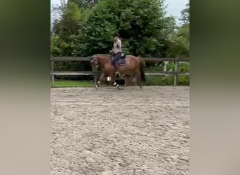 More ponies/small horses, Mare, 17 years, 14,2 hh, Chestnut