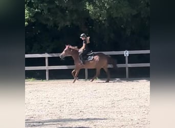 More ponies/small horses, Mare, 17 years, 14,2 hh, Chestnut