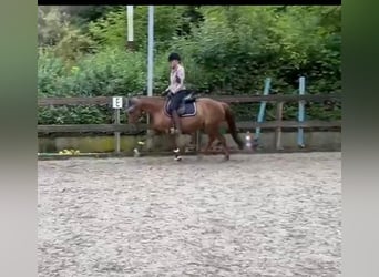 More ponies/small horses, Mare, 17 years, 14,2 hh, Chestnut