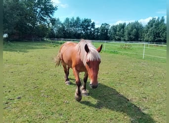 More ponies/small horses, Mare, 19 years, 14.2 hh, Brown-Light