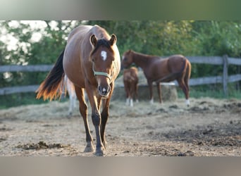 More ponies/small horses Mix, Mare, 1 year, 15.1 hh, Brown-Light
