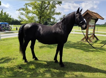 More ponies/small horses, Mare, 27 years, 16 hh, Black