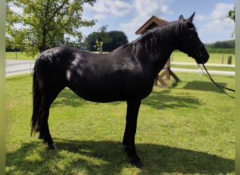 More ponies/small horses, Mare, 27 years, 16 hh, Black