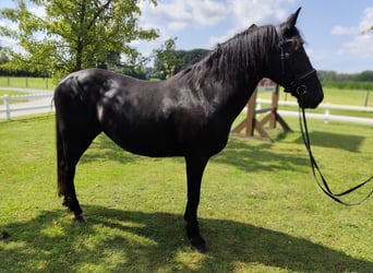 More ponies/small horses, Mare, 27 years, 16 hh, Black