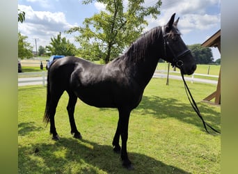 More ponies/small horses, Mare, 27 years, 16 hh, Black