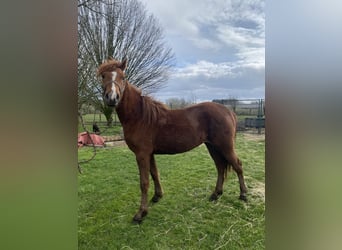 More ponies/small horses, Mare, 2 years, 13.3 hh, Chestnut-Red