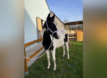 More ponies/small horses Mix, Mare, 2 years, 14,2 hh, Pinto