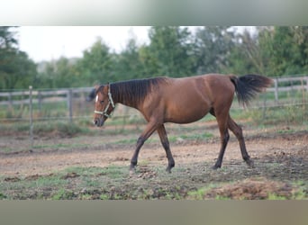 More ponies/small horses Mix, Mare, 2 years, 15.1 hh, Brown-Light