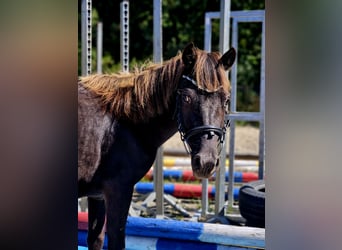 More ponies/small horses, Mare, 3 years, 12.2 hh, Gray