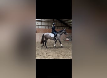 More ponies/small horses, Mare, 3 years, 14,2 hh, Gray-Dapple