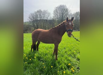 More ponies/small horses, Mare, 3 years, 14 hh, Chestnut-Red