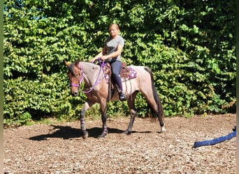 More ponies/small horses, Mare, 3 years, 15.1 hh, Roan-Red