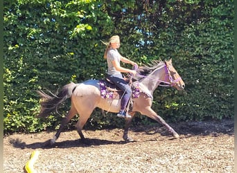 More ponies/small horses, Mare, 3 years, 15.1 hh, Roan-Red
