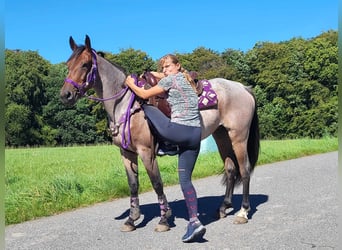 More ponies/small horses, Mare, 3 years, 15.1 hh, Roan-Red