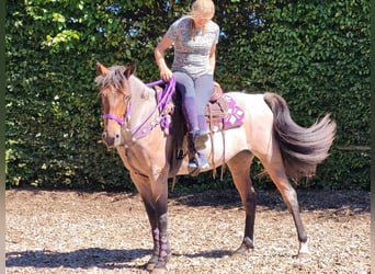 More ponies/small horses, Mare, 3 years, 15.1 hh, Roan-Red