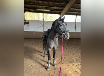 More ponies/small horses, Mare, 3 years, 15 hh, Gray