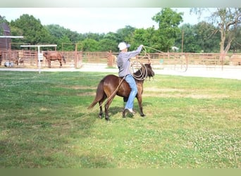 More ponies/small horses, Mare, 3 years, 9 hh, Black