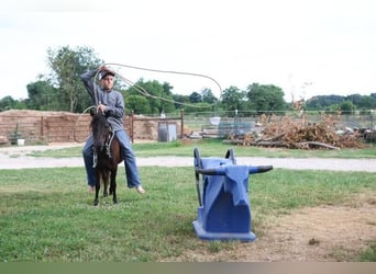 More ponies/small horses, Mare, 3 years, 9 hh, Black