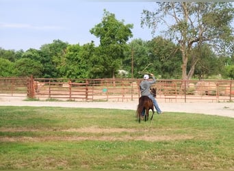 More ponies/small horses, Mare, 3 years, 9 hh, Black