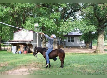 More ponies/small horses, Mare, 3 years, 9 hh, Black