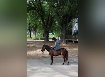 More ponies/small horses, Mare, 3 years, 9 hh, Black