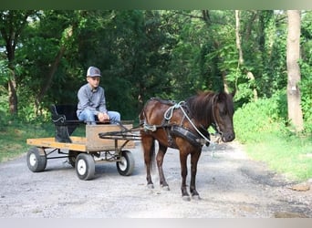 More ponies/small horses, Mare, 3 years, 9 hh, Black