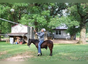 More ponies/small horses, Mare, 3 years, 9 hh, Black