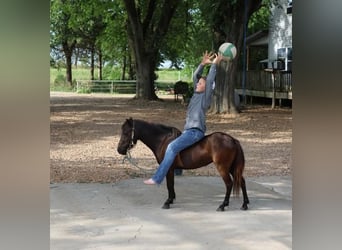 More ponies/small horses, Mare, 3 years, 9 hh, Black