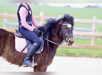 More ponies/small horses, Mare, 4 years, 12 hh, Brown
