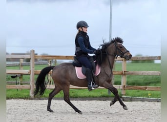 More ponies/small horses, Mare, 4 years, 12 hh, Brown