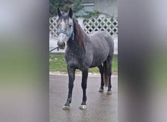 More ponies/small horses, Mare, 4 years, 13.1 hh, Gray